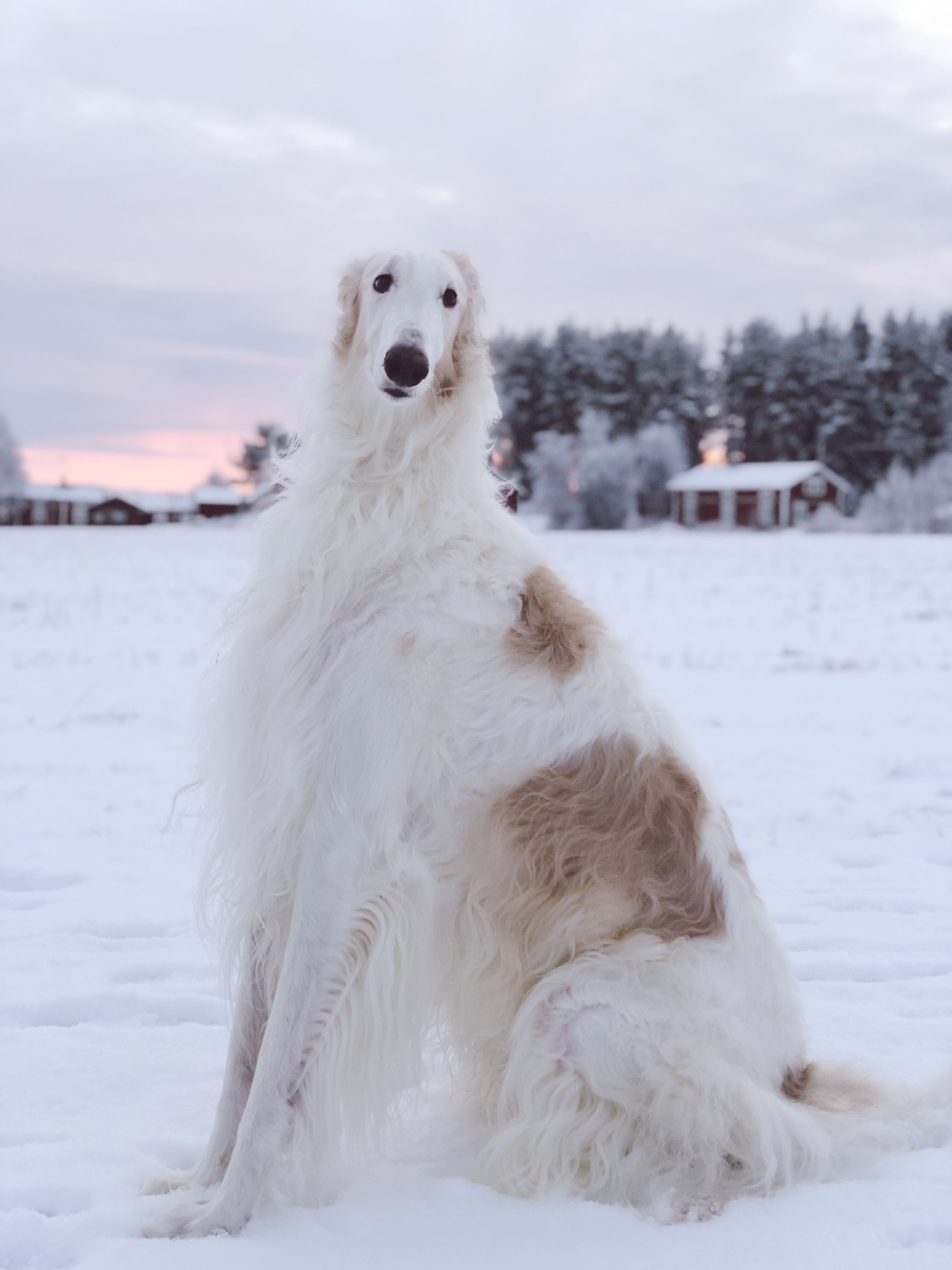 A single borzoi on snow