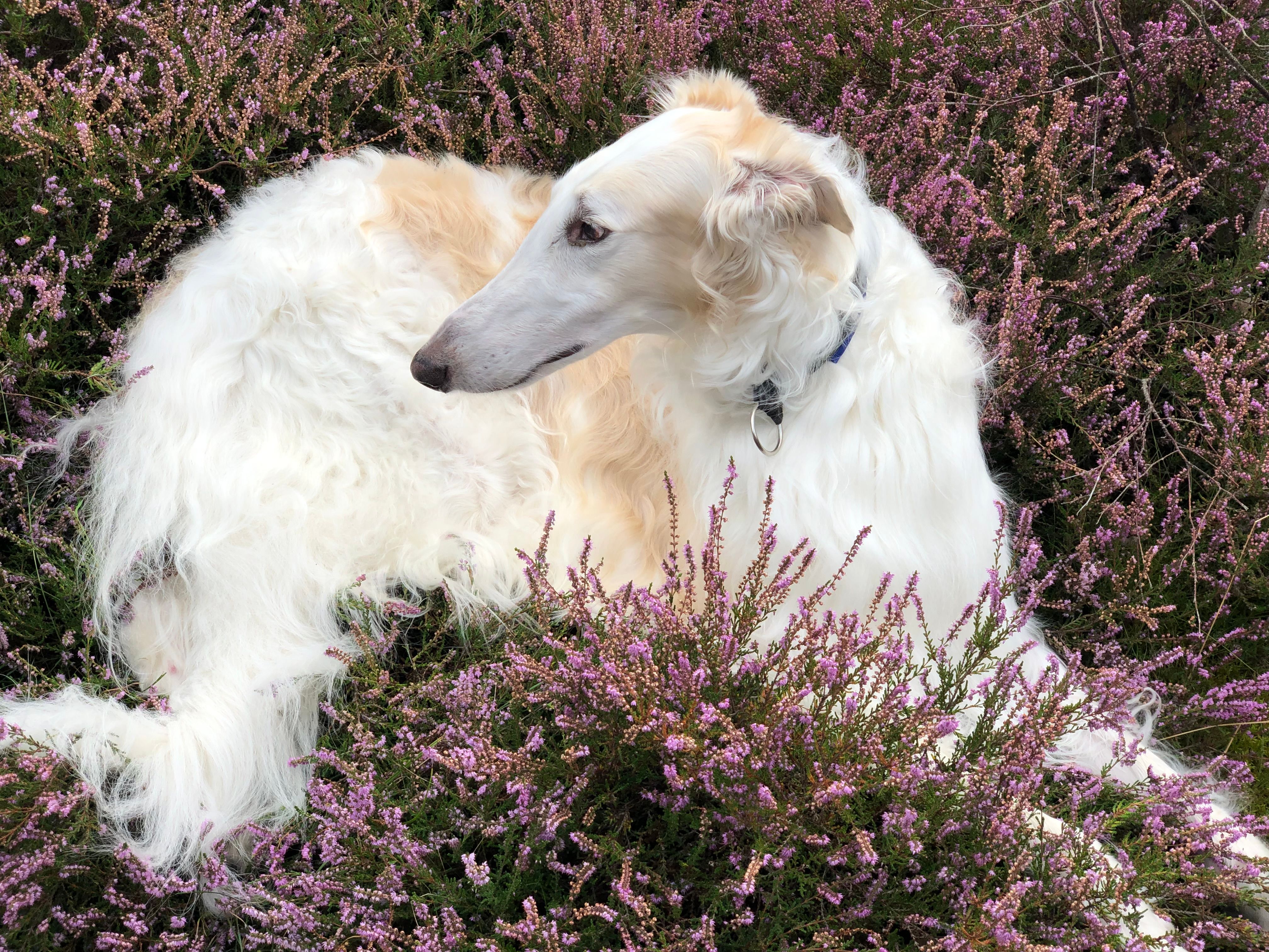 Borzoi entre flores de brezo